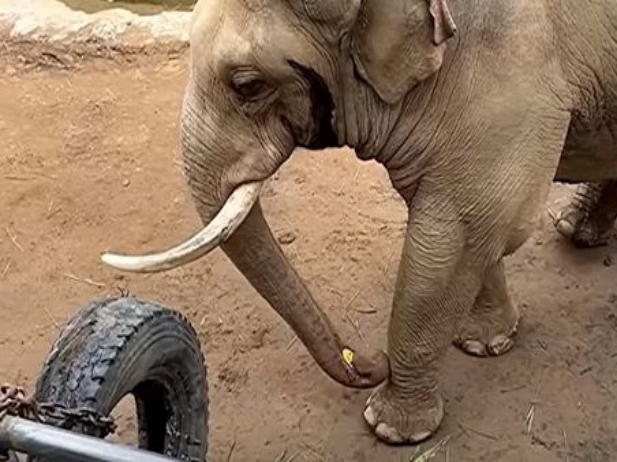 Добрый слон вернул малышу потерянный ботинок