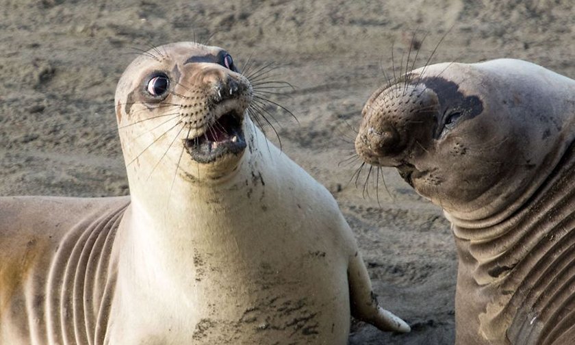 Забавные снимки животных, которые не могут не рассмешить