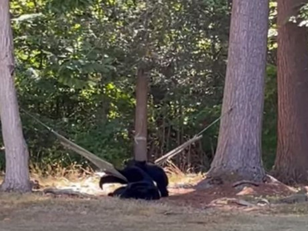 Медведи пришли в гости к людям и вдоволь порезвились в гамаке