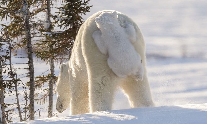 Забавные снимки животных, которые не могут не рассмешить