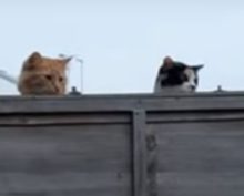 Кошки коварно шпионят за собакой, покусившейся на их территорию