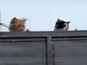 Кошки коварно шпионят за собакой, покусившейся на их территорию