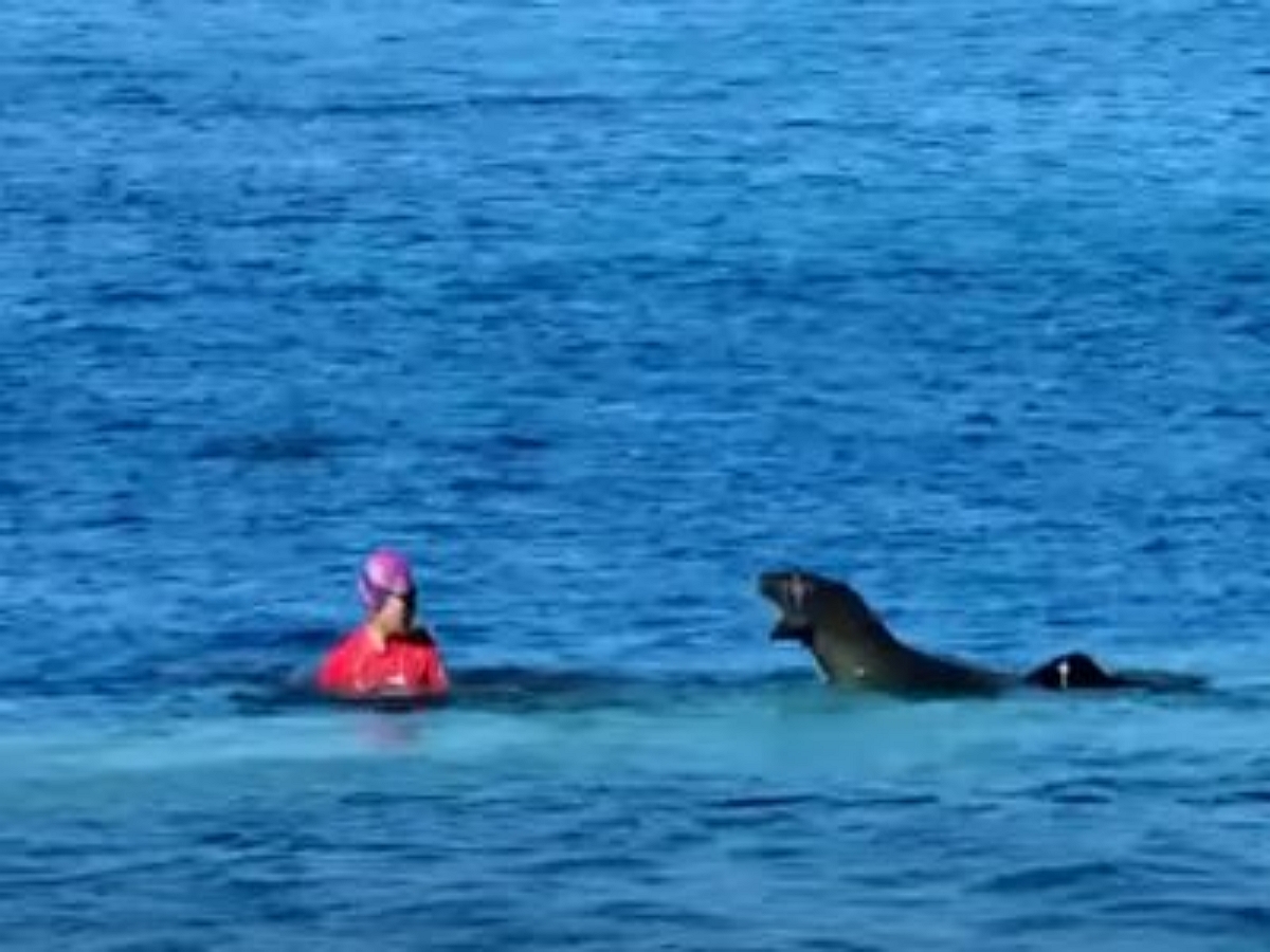 Тюлень напал на пловчиху у гавайских берегов