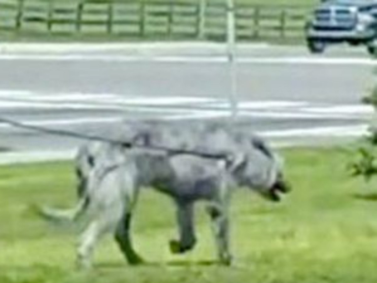 Американка, выгуливающая на поводке мутанта, попала на видео