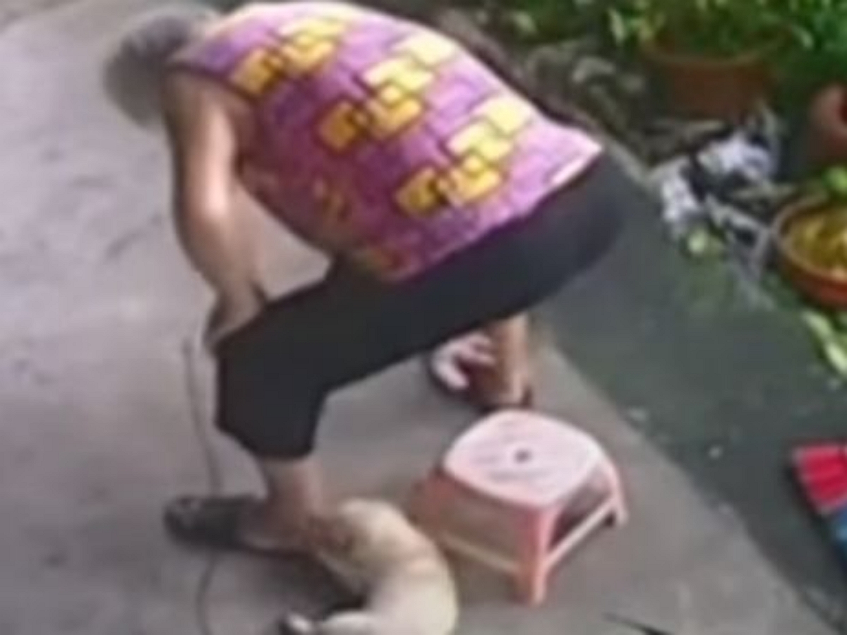 Заботливый щенок пододвигает бабушке табуретку, чтобы та могла сесть