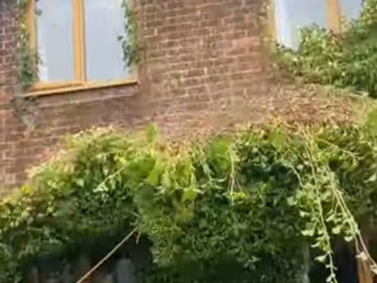 Удаление плюща со старинного здания сняли на видео