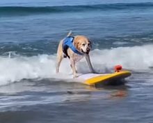 Ретривер Чарли – чемпион по собачьему серфингу, покорил сердца зрителей