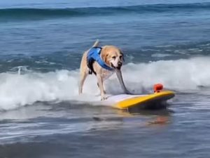 Ретривер Чарли - чемпион по собачьему серфингу, покорил сердца зрителей