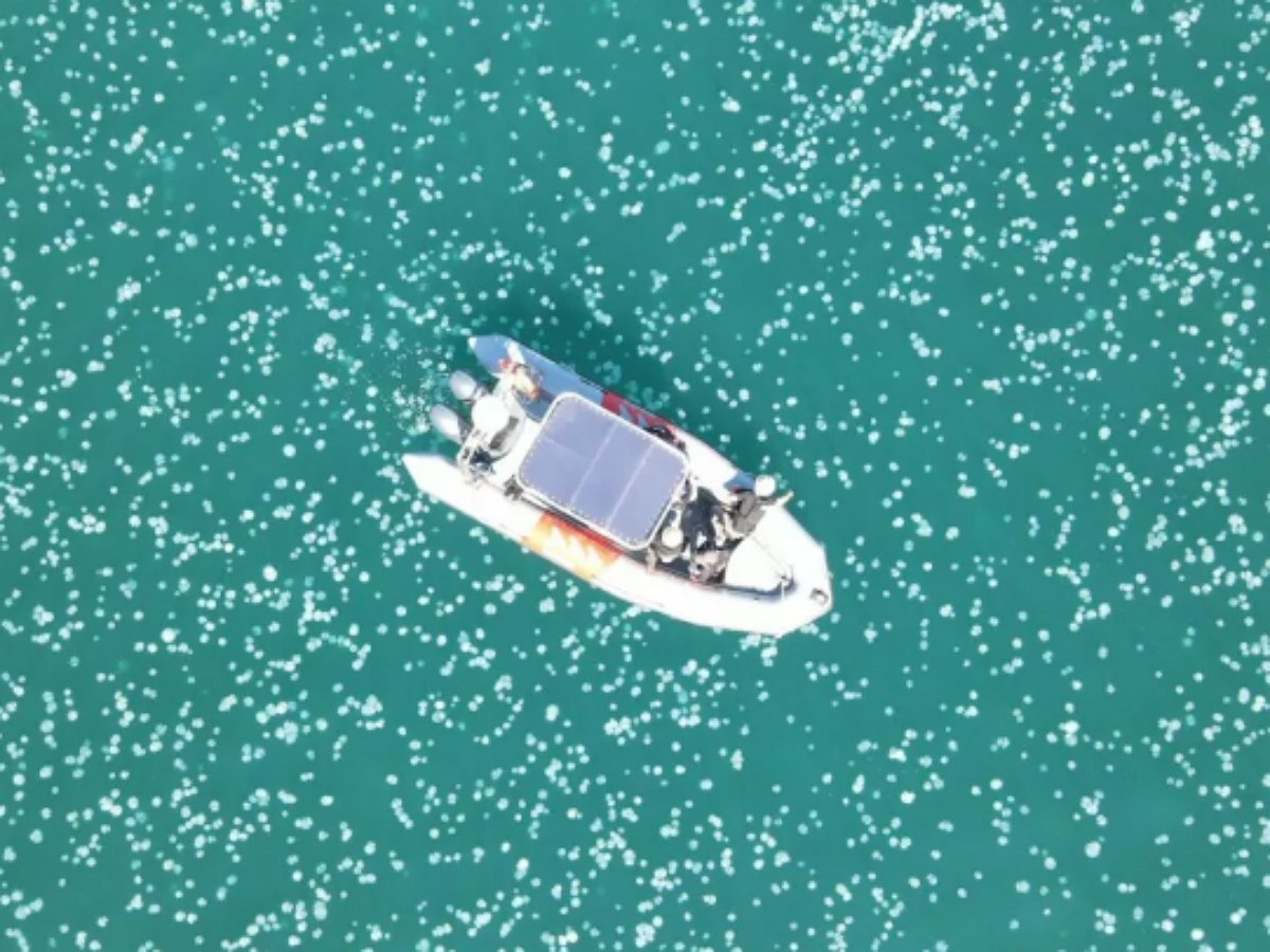 Тысячи медуз заполонили акваторию у берегов Хайфы