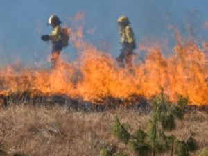 Под Волгоградом чиновник администрации сгорел заживо в степном пожаре
