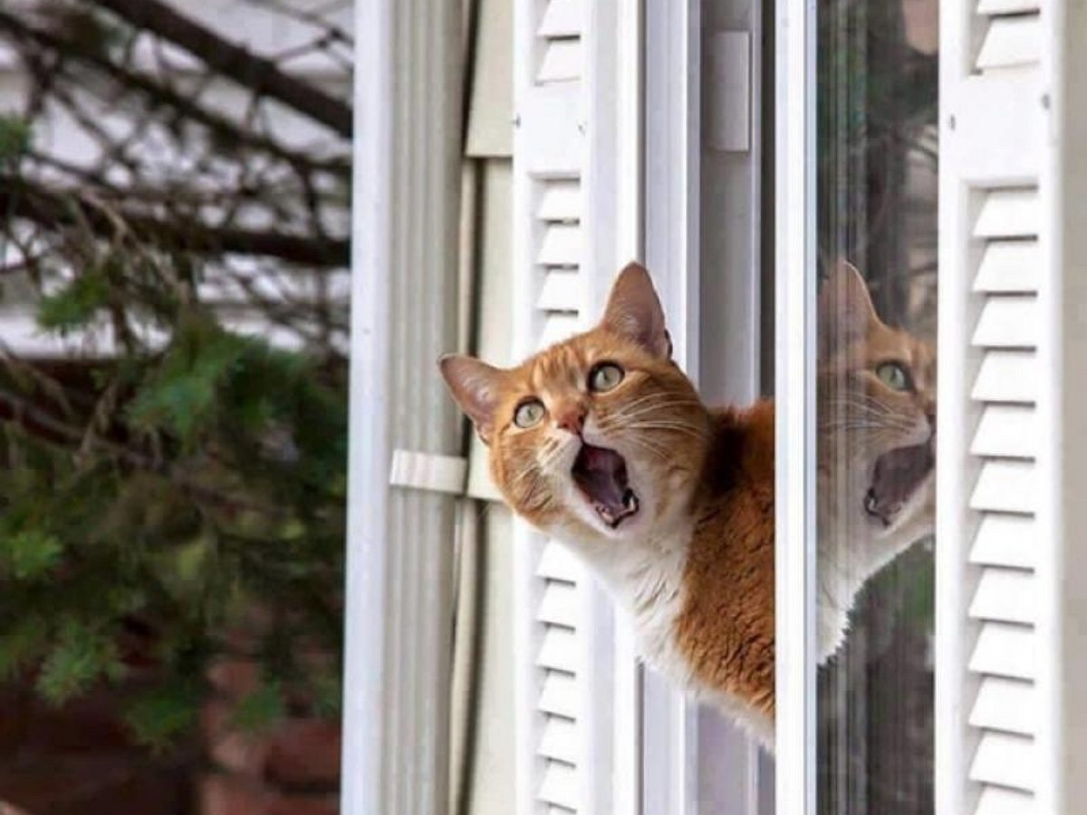 Кот-альпинист из подмосковья призвал на помощь соседей громким соло