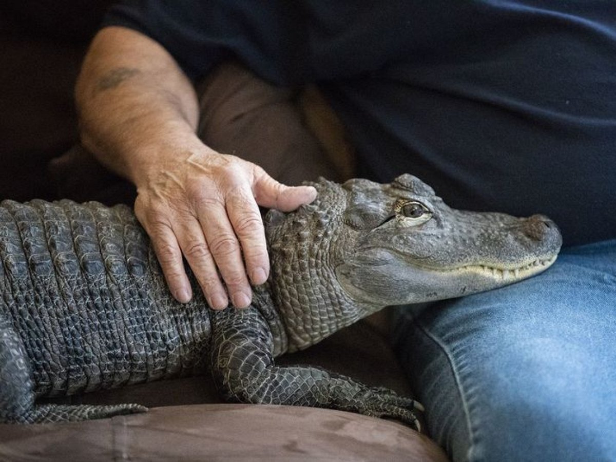 Аллигатор, обожающий обниматься, покорил Сеть