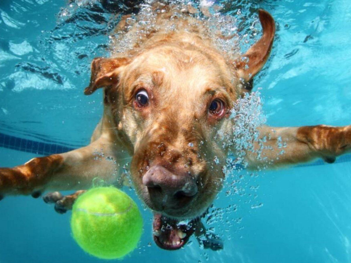 Хозяева заказали в Сети бассейн для своего питомца