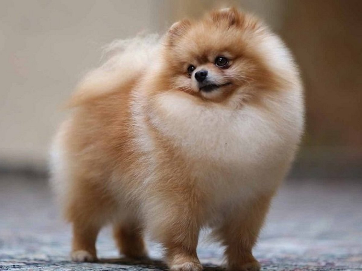 Крошка-шпиц показал чудеса телепортации