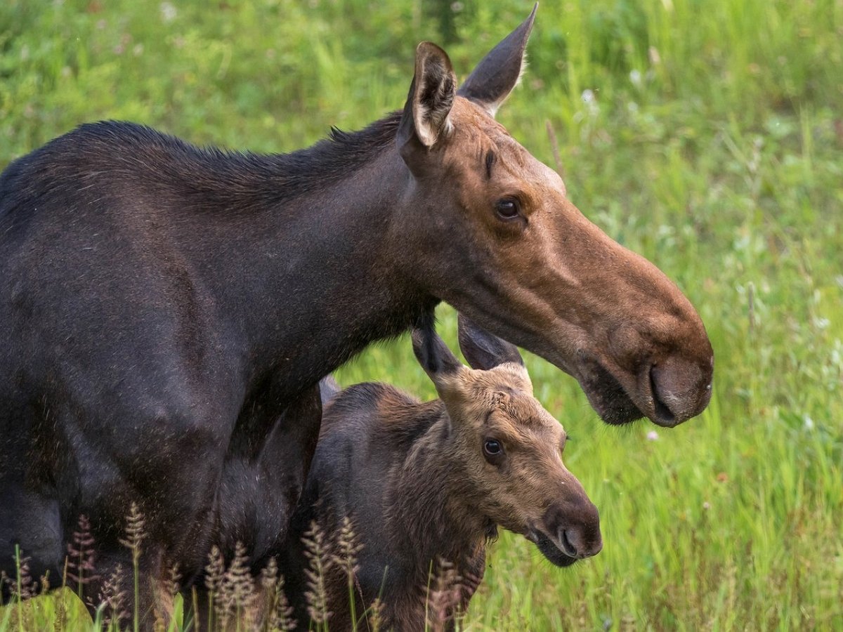 Лосиха яростно защищает своих детей от медведя-гризли