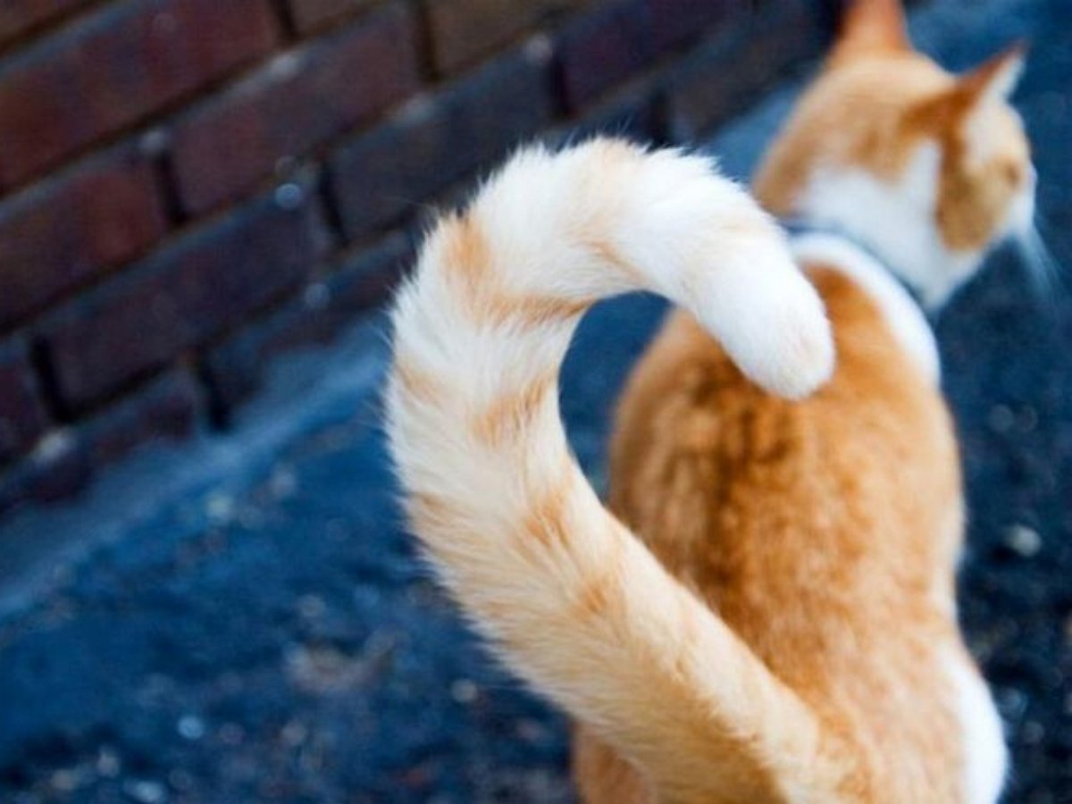 Кот с выбритым хвостом мечтает о мести