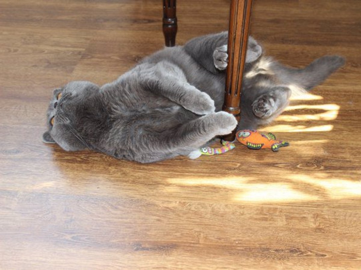 Кошка танцует на пилоне