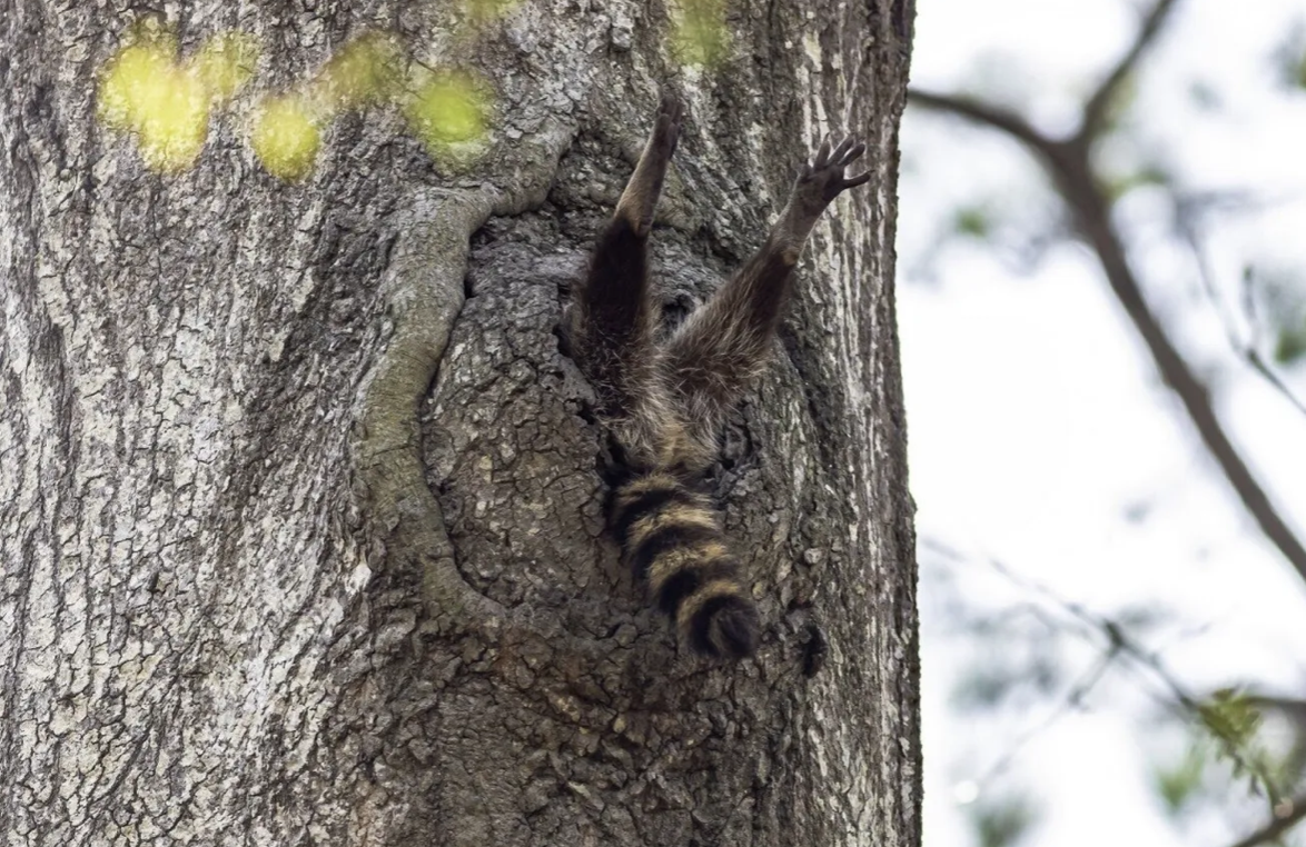 Забавные снимки животных, которые не могут не рассмешить