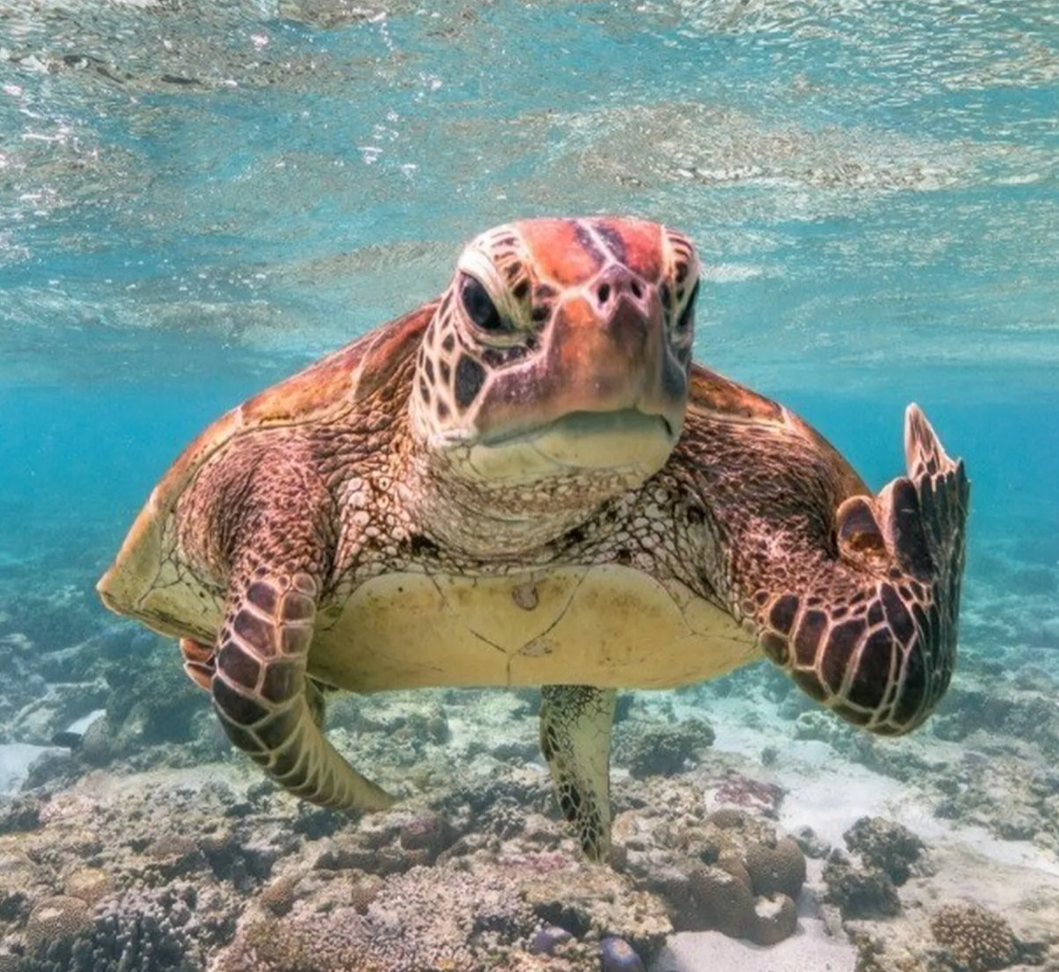 Забавные снимки животных, которые не могут не рассмешить