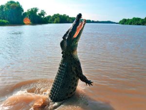 Аллигатор выпрыгнул из воды и уничтожил беспилотник