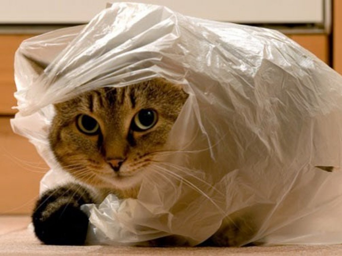 Кот очумел, получив шуршащий плащ-пакет