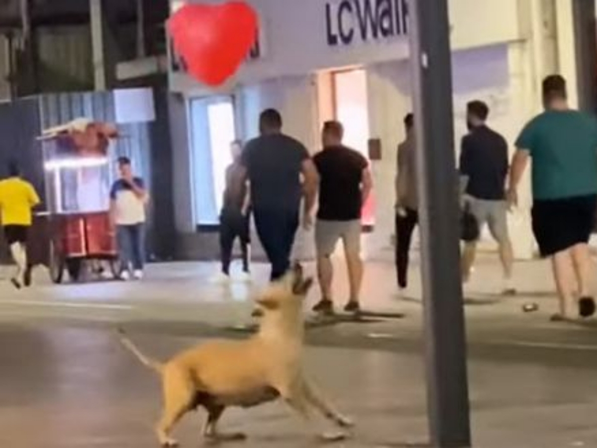 Бездомная собака играет с воздушным шаром-сердечком