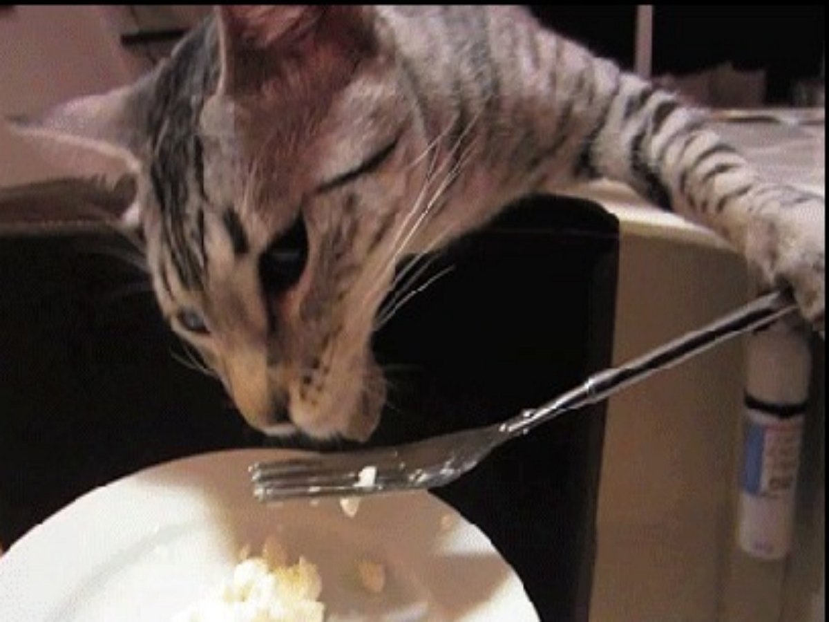 Кот-аккуратист ест исключительно вилкой