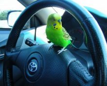 Попугай -путешественник едет в машине с полным комфортом