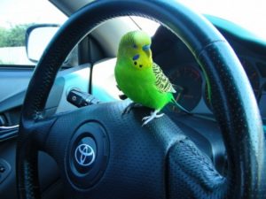 Попугай -путешественник едет в машине с полным комфортом