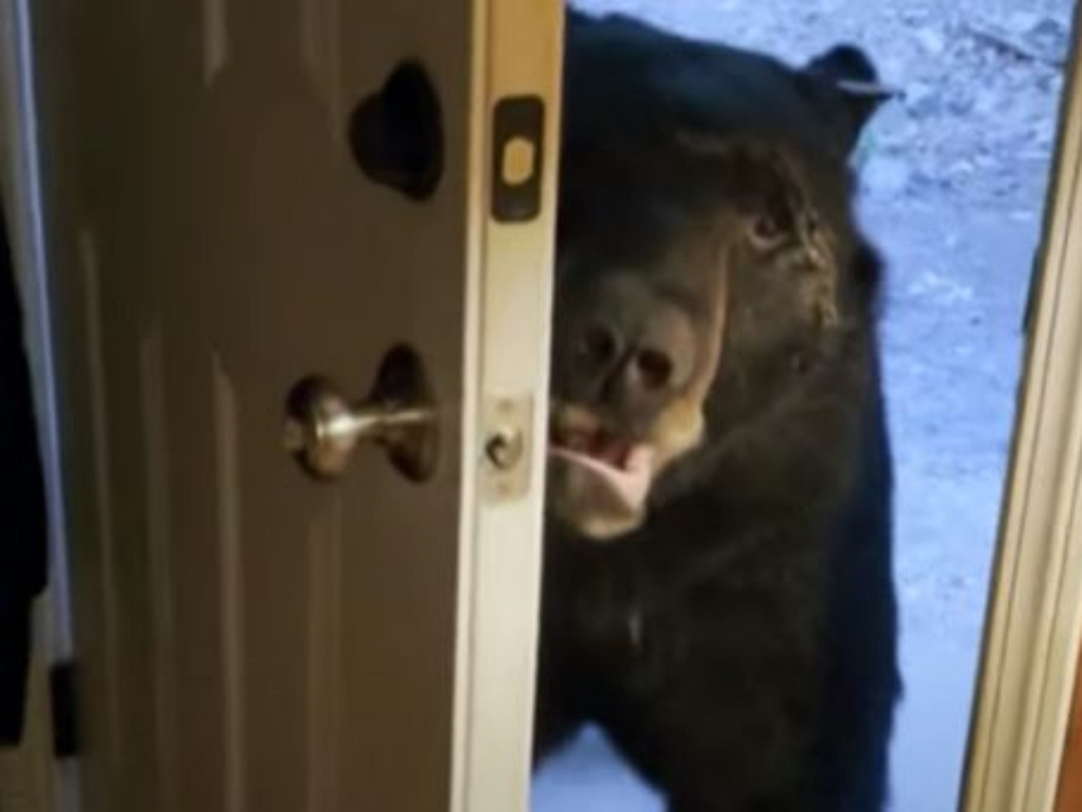 Медведь, вломившийся в дом, послушно закрыл дверь с той стороны после мягкой просьбы хозяйки