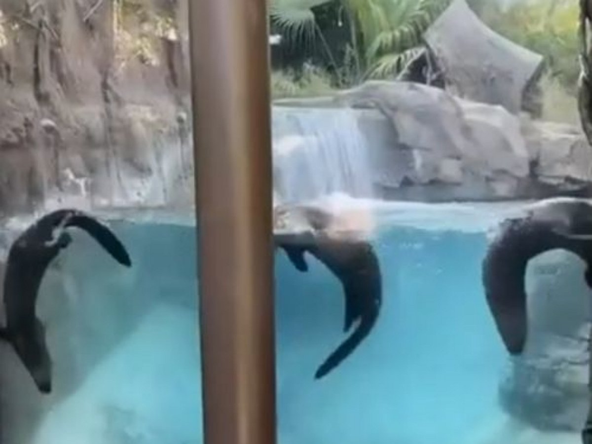 Выдры демонстрируют чудеса синхронного плавания