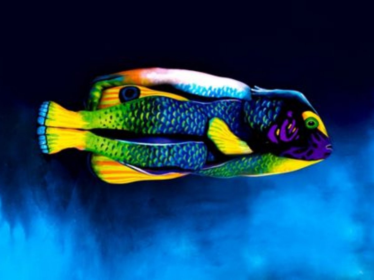 Эта яркая рыба на самом деле совсем не то, чем кажется