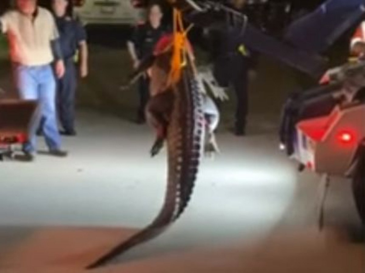 Аллигатора, развалившегося на шоссе, увез эвакуатор