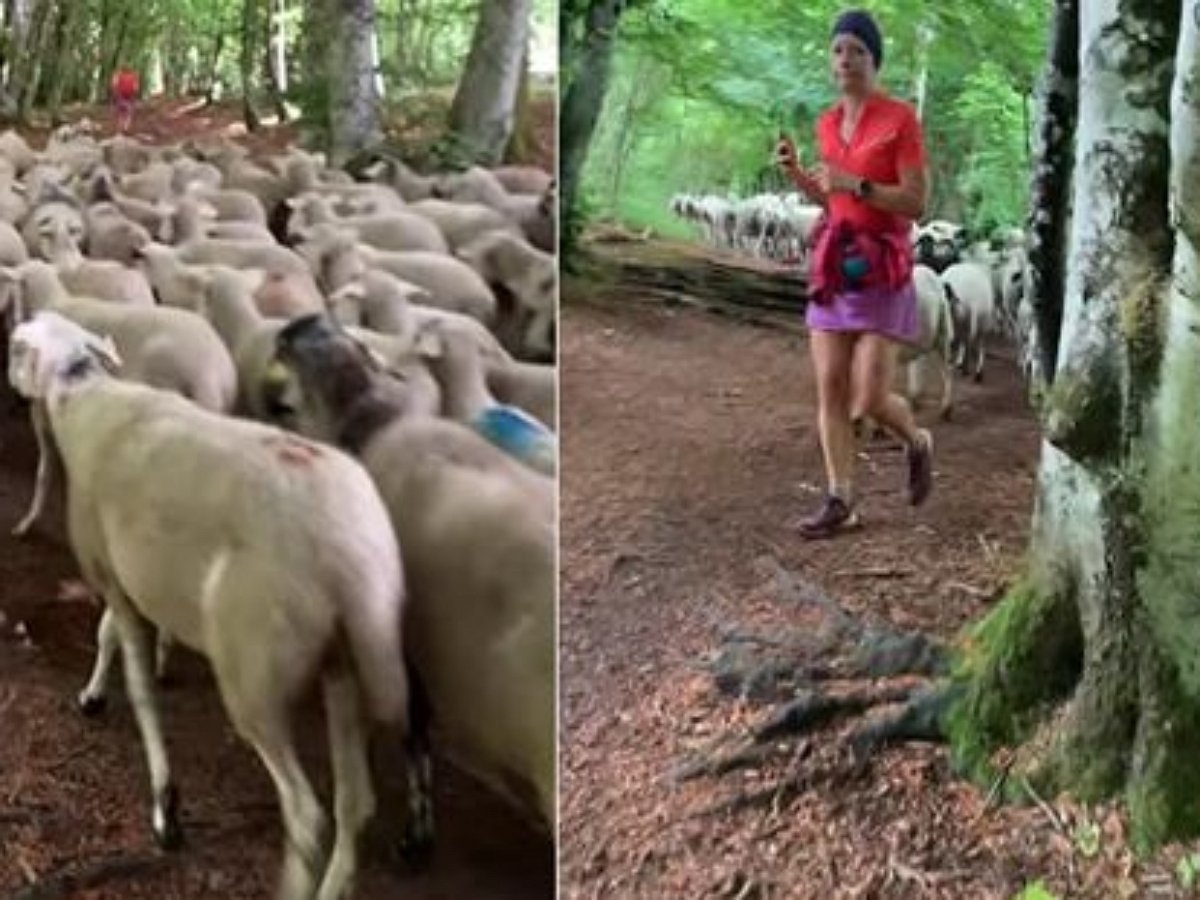 Овцы выбрали бегунью своим вожаком и преследовали ее повсюду