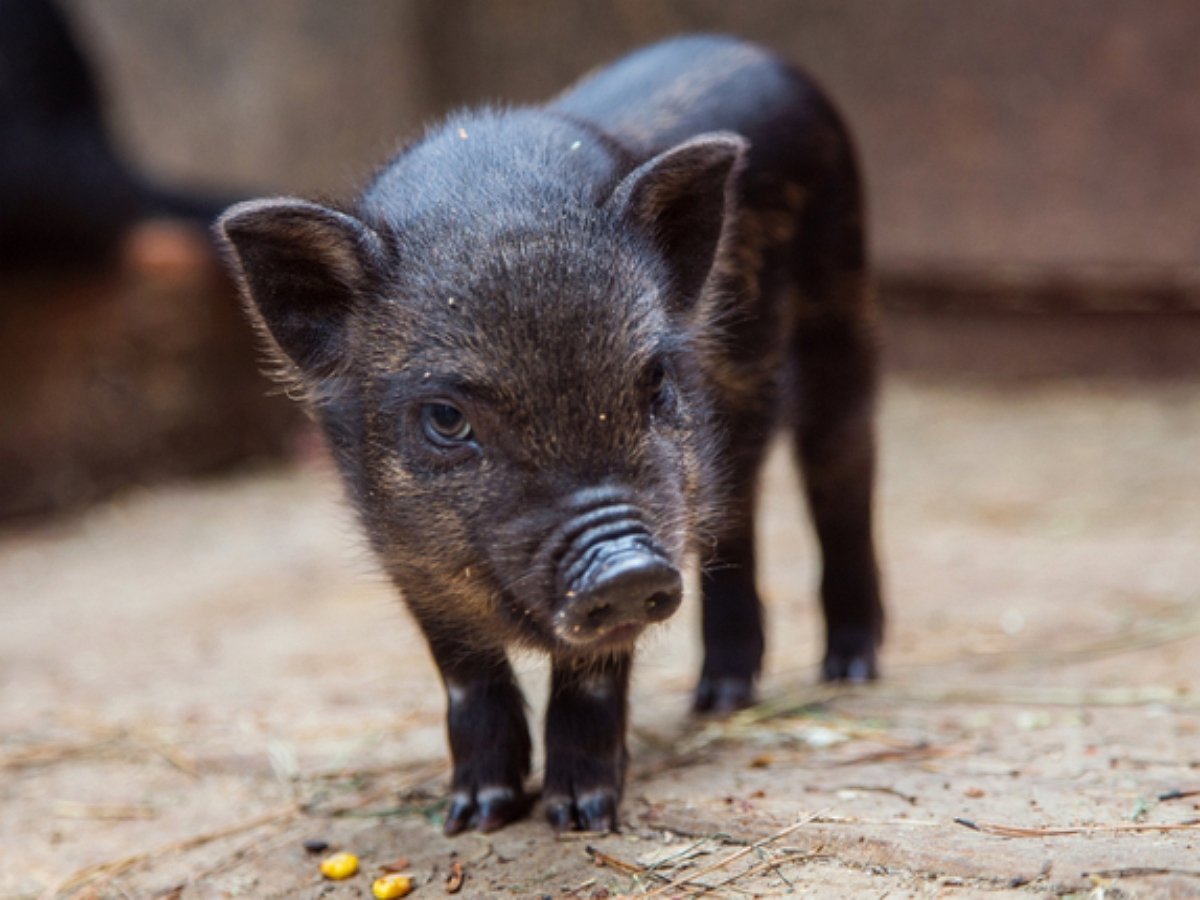 Умный поросенок не только исполняет команды, но и может поддержать беседу