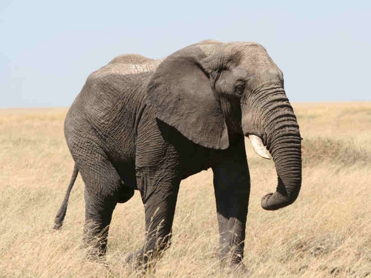 Слоны тоже любят педикюр