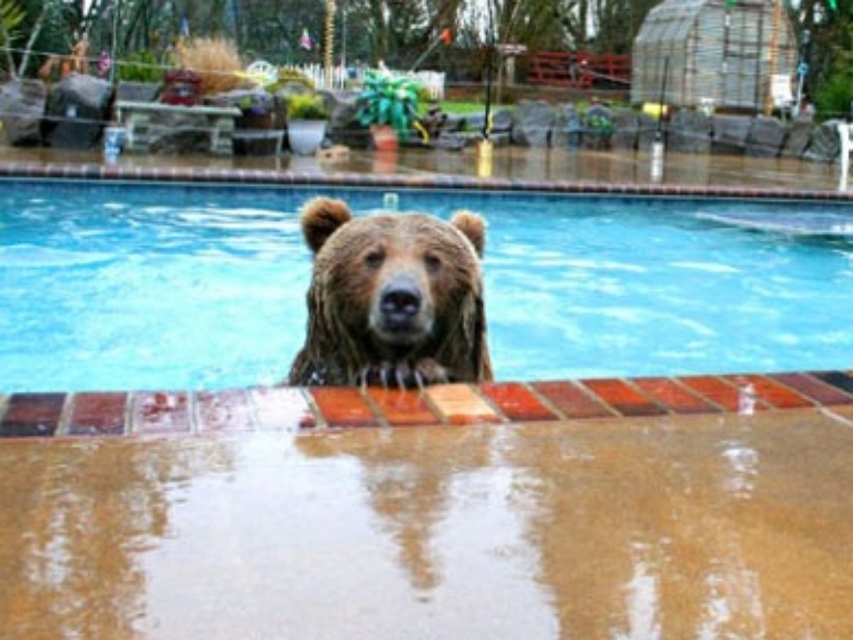 Медведь залез в частный бассейн чтобы искупаться в жару