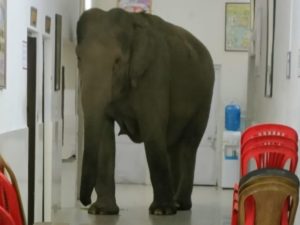 Три слона разыскивали Айболита в индийской больнице