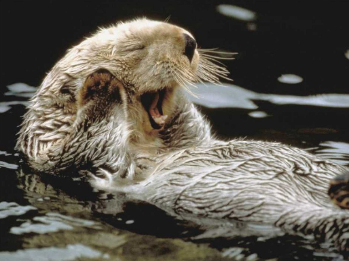 Сонные выдры качаются на океанских волнах, держась «за ручки»