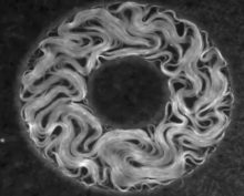 Залипательное макровидео: микротрубочки, формирующие клетки. устроили настоящий танец перед объективом