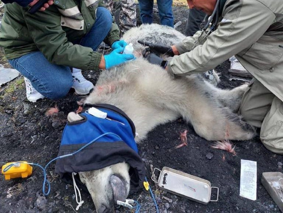 Московские врачи спасают парализованную белую медведицу из Диксона