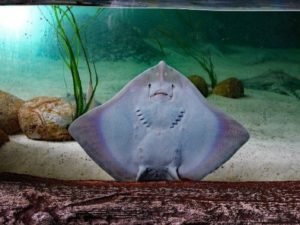 В Великобритании хотят усыпить животных в океанариуме из-за счетов за электричество