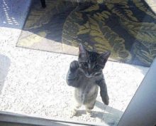 Пропавшая кошка вернулась и позвонила хозяевам прямо в дверь
