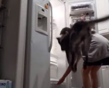 Собака совершает дикие прыжки, приветствуя холодильник