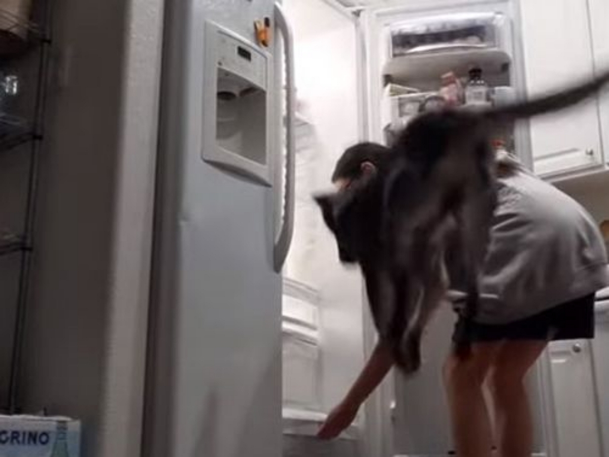 Собака совершает дикие прыжки, приветствуя холодильник