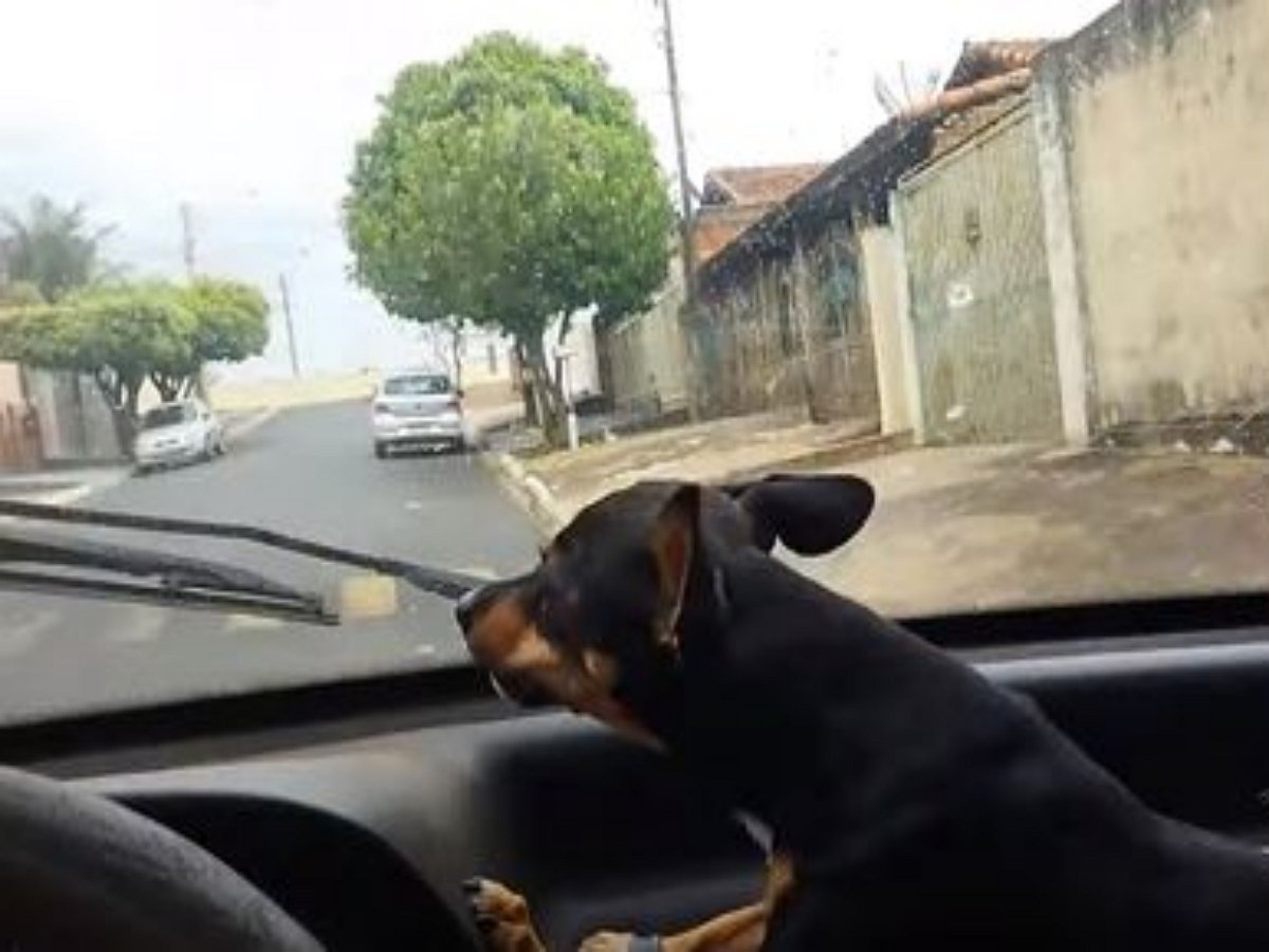 Разъяренный пинчер угрожает автомобильным дворникам