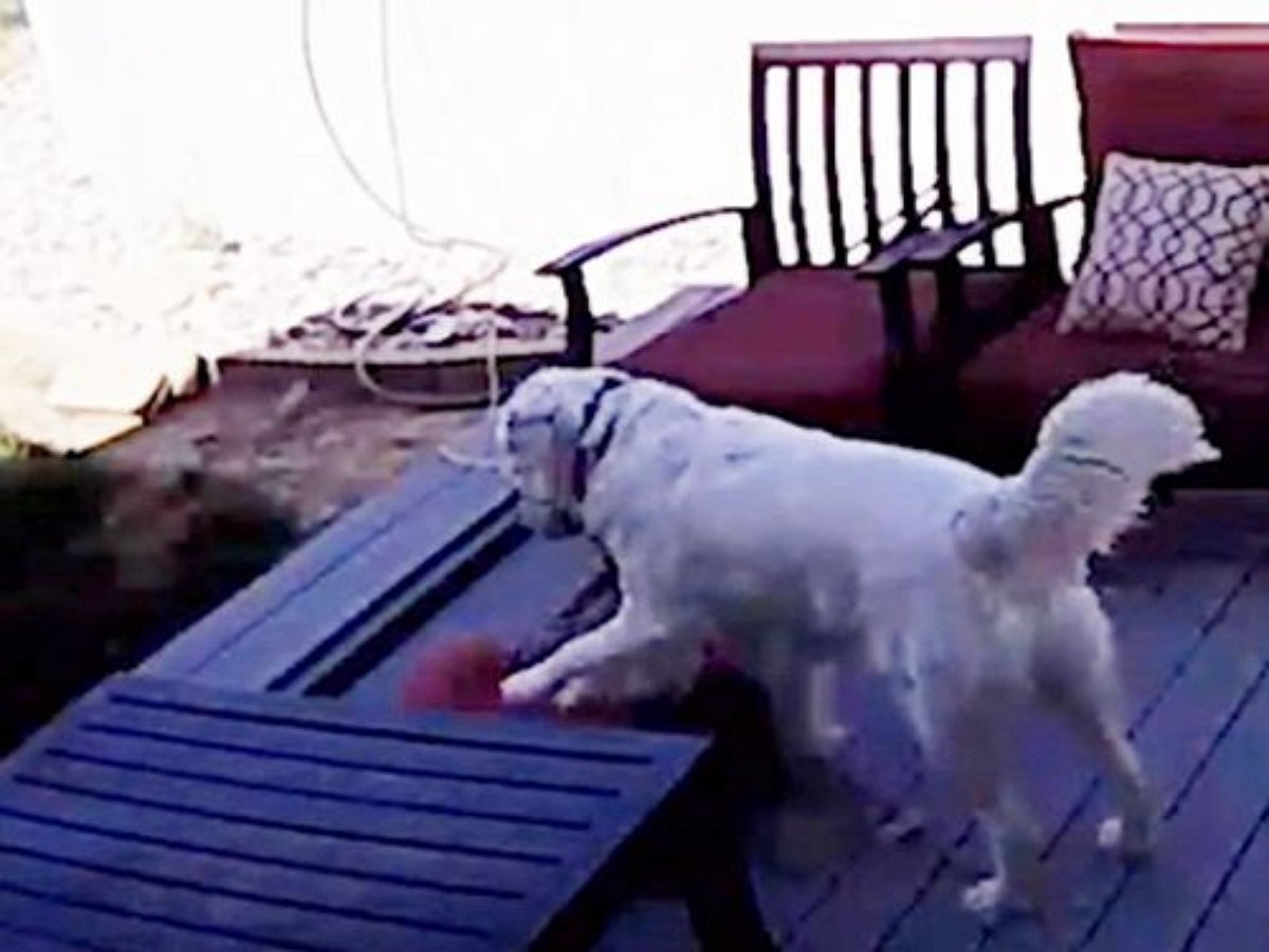 Пес, ворующий подушки, попался с поличным