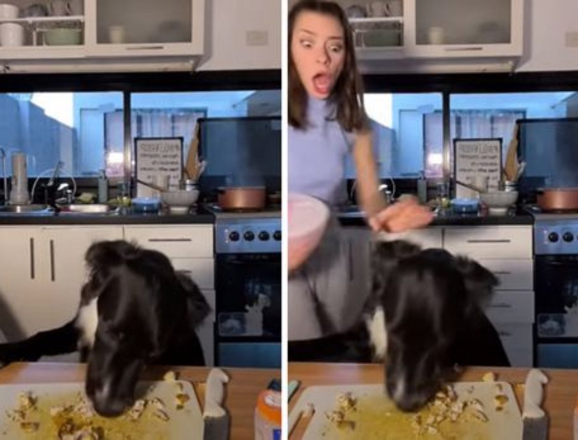 Собака сорвала кулинарное шоу хозяйки