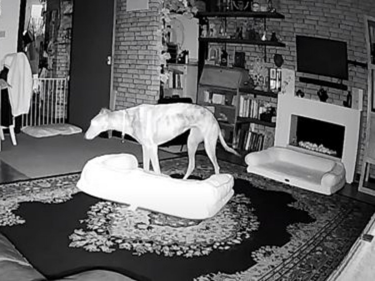 Капризная собака соорудила себе двуспальную кровать