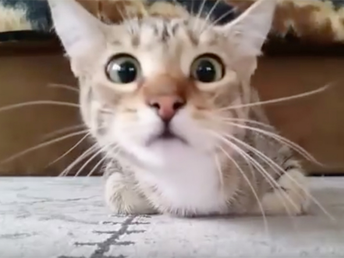 Уморительная реакция кошки на фильм ужасов попала на видео
